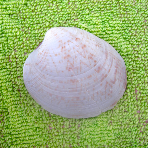 Southern Quahog