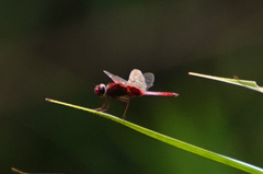Rhodothemis rufa