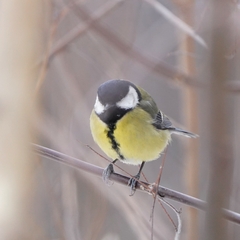 Parus major