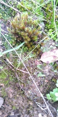 Imbribryum alpinum