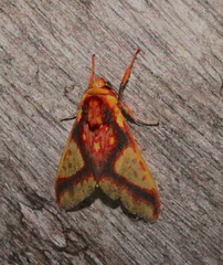 Symphlebia