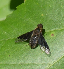 Hemipenthes morioides