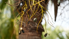 Livistona chinensis