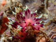 Coryphellina exoptata