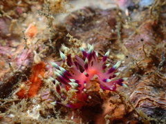 Coryphellina exoptata