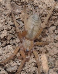 Pterotricha simoni
