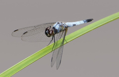 Aethriamanta gracilis