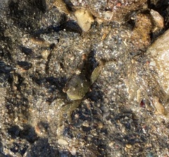 Hemigrapsus oregonensis