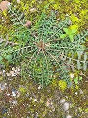 Reseda alba