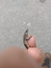 Notomabuya frenata