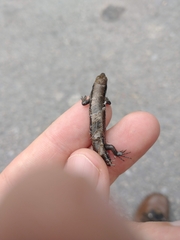 Notomabuya frenata