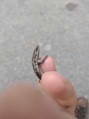 Notomabuya frenata