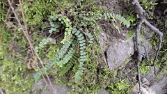 Asplenium trichomanes