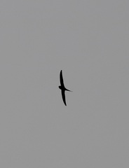 Cypsiurus parvus