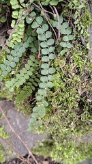 Asplenium trichomanes