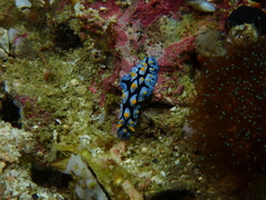 Phyllidia picta