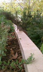 Sciurus niger