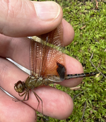 Hydrobasileus croceus