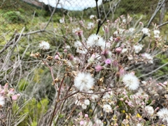 Senecio purpureus
