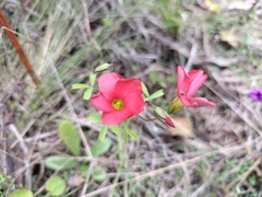 Oxalis pendulifolia