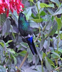 Eriocnemis glaucopoides