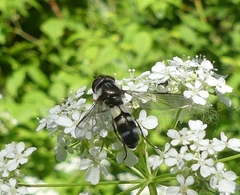 Leucozona xylotoides