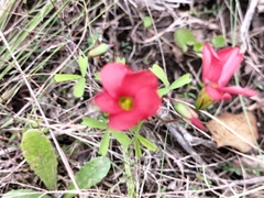 Oxalis pendulifolia