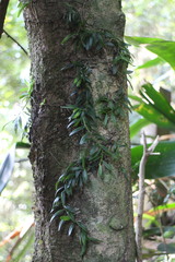 Gastrochilus formosanus