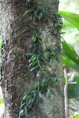 Gastrochilus formosanus