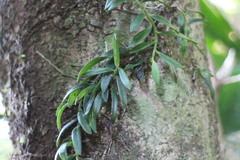 Gastrochilus formosanus