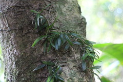 Gastrochilus formosanus