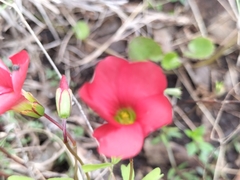 Oxalis pendulifolia