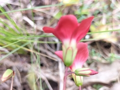 Oxalis pendulifolia