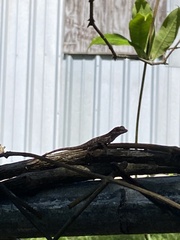 Anolis stratulus
