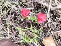 Oxalis pendulifolia