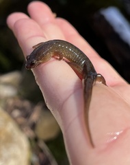 Desmognathus santeetlah