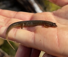 Desmognathus santeetlah