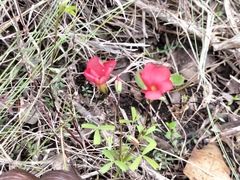 Oxalis pendulifolia