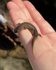 Desmognathus santeetlah