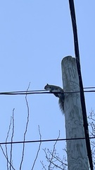 Sciurus carolinensis