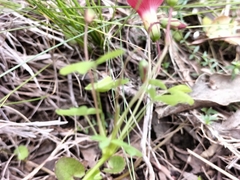 Oxalis pendulifolia