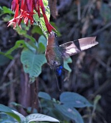 Eriocnemis glaucopoides