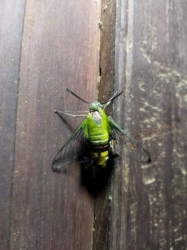 Pellucid Hawkmoth