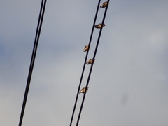 Spodiopsar cineraceus