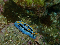 Phyllidia coelestis
