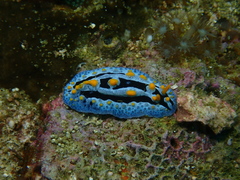 Phyllidia coelestis
