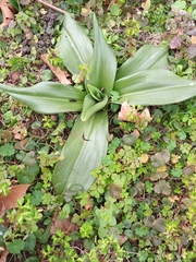Himantoglossum hircinum