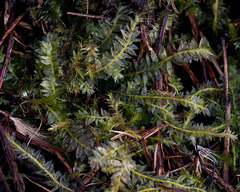 Plagiothecium laetum