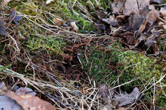 Plagiothecium laetum