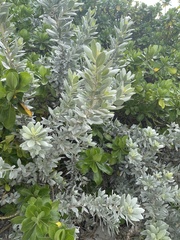 Conocarpus erectus sericeus